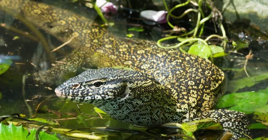 Una lucertola del monitor del Nilo (Varanus niloticus) che si fa strada attraverso uno stagno soffocato da ninfee