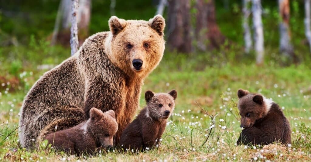 Gli animali più letali d'America