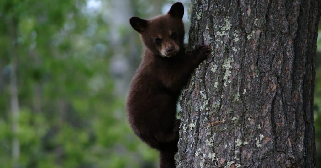 arrampicata dell'orso del bambino