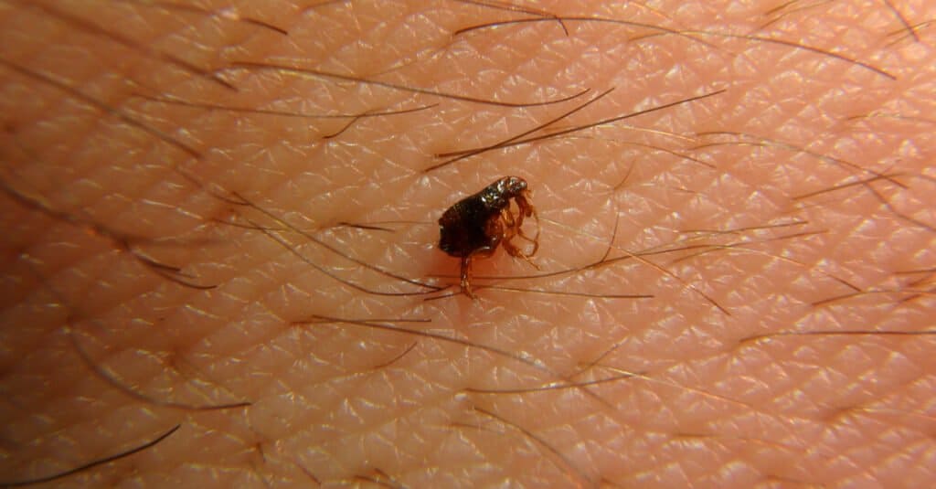 pulce sul corpo umano