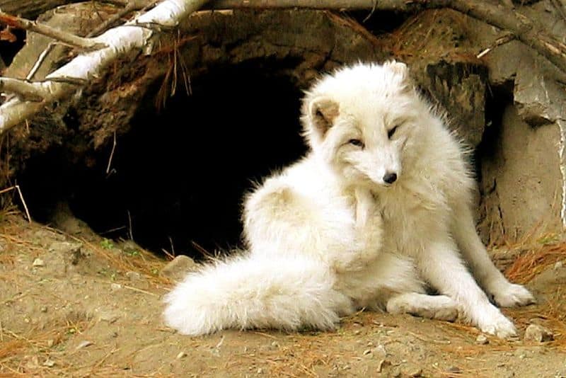 Arctic Fox prima dell'ingresso della tana