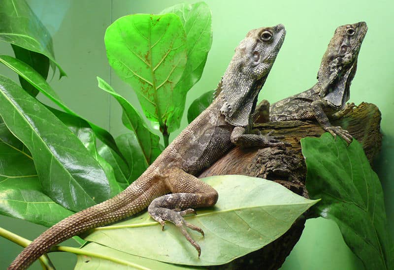 Coppia di Chlamydosaurus kingii