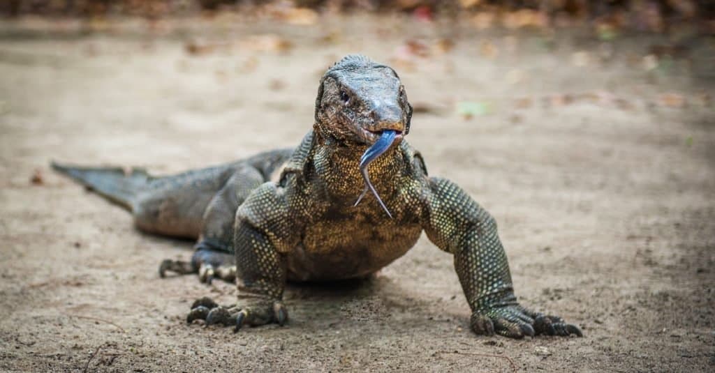 Monitor Lizard nell'isola del Borneo