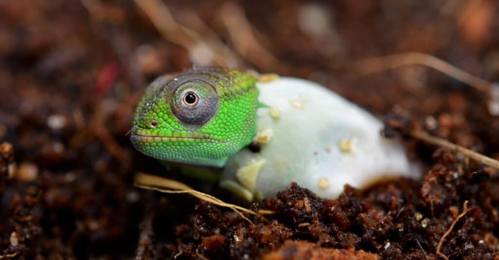 cucciolo di camaleonte che si schiude