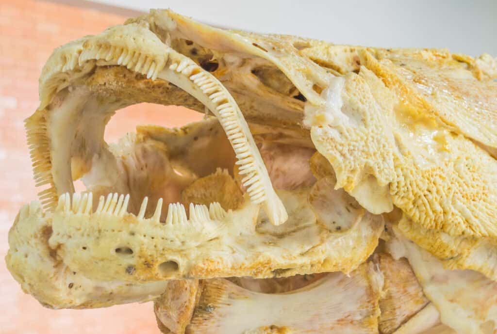 Denti Arapaima - Denti Arapaima