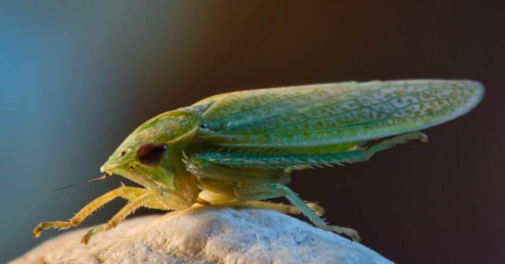 Possono Volare Gli Scarafaggi - Scarafaggio Cubano