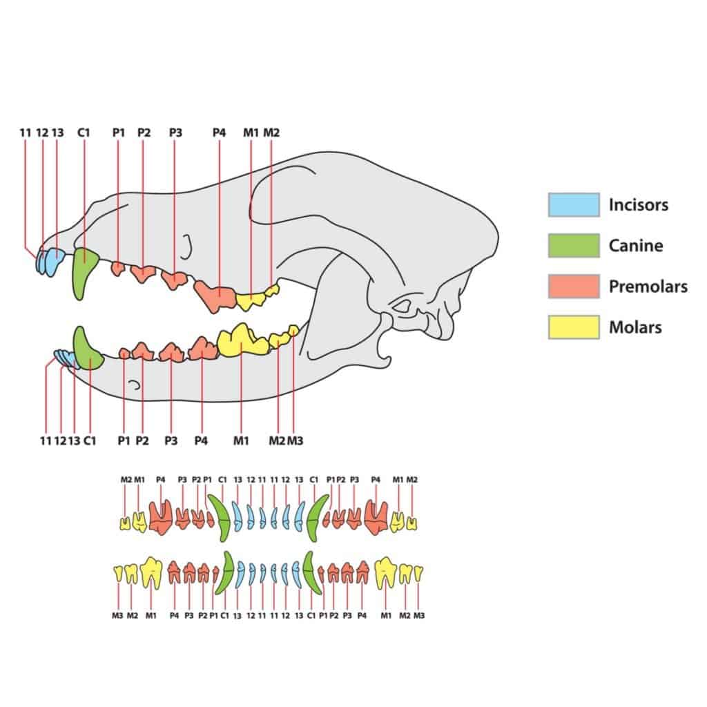 Denti di cane - diagramma dei denti di cane