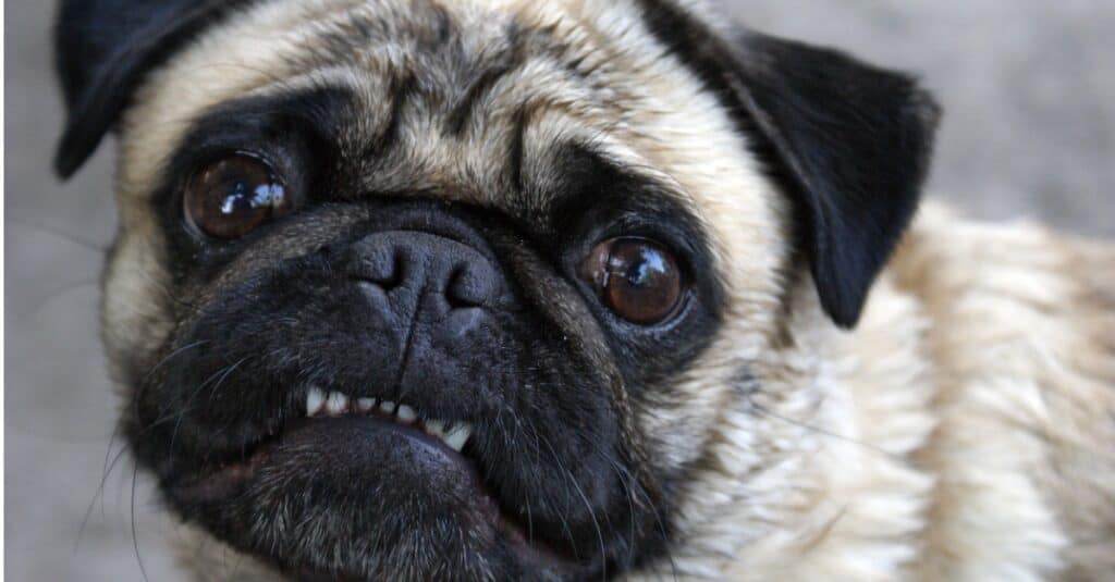 Denti Del Pug - Pug Che Mostra I Suoi Denti