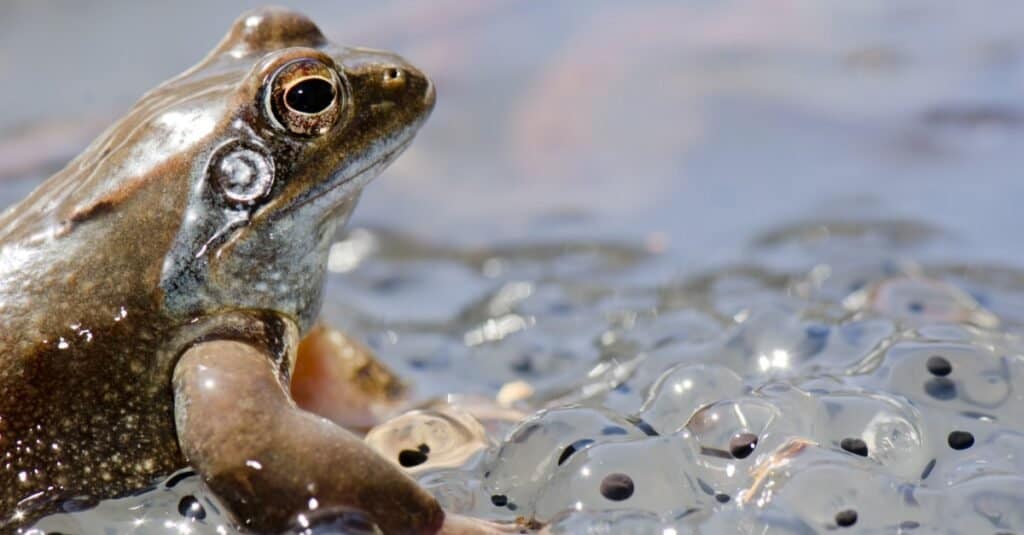 Animali che depongono le uova