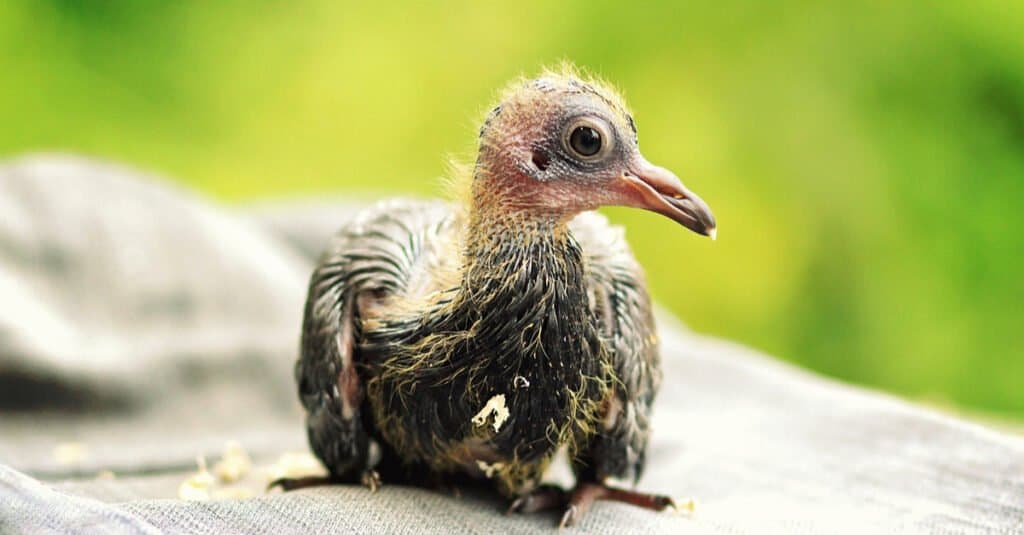 Un piccione, il nome animaletto di un piccione