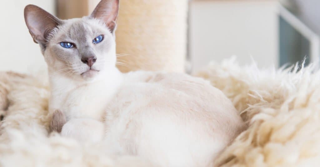 Gatti siamesi - Gatto siamese a punta lilla