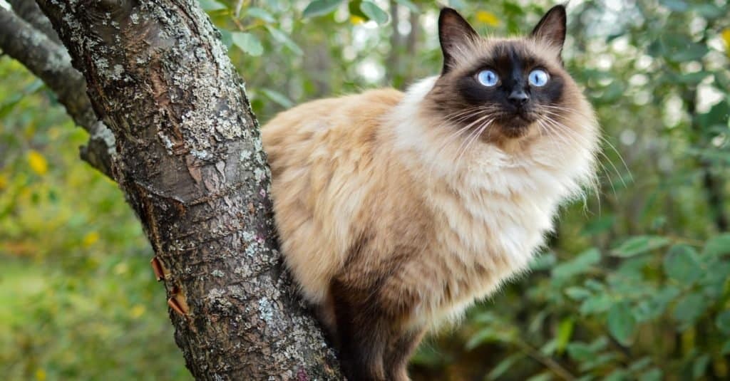 Gatto balinese seduto su un albero di ciliegio in un giardino verde.