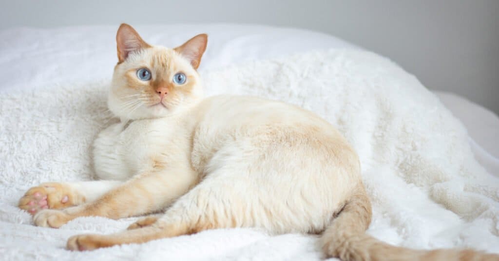Gatti siamesi - Gatto siamese punto rosso