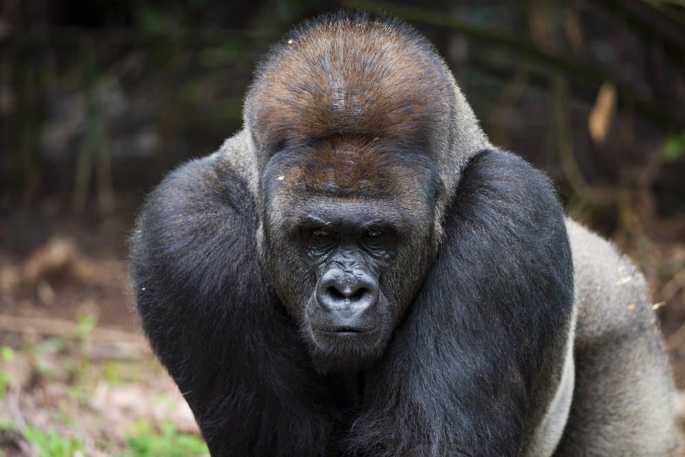 Gorilla di pianura orientale maschio silverback