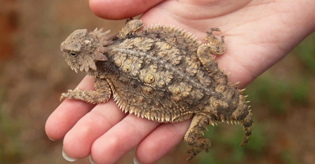 lucertola cornuta regale