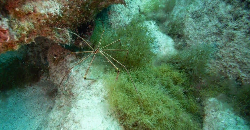 immagine del ragno di mare