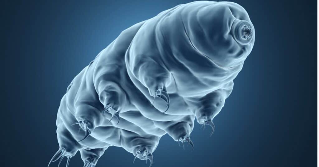 creature del mare profondo tardigradi