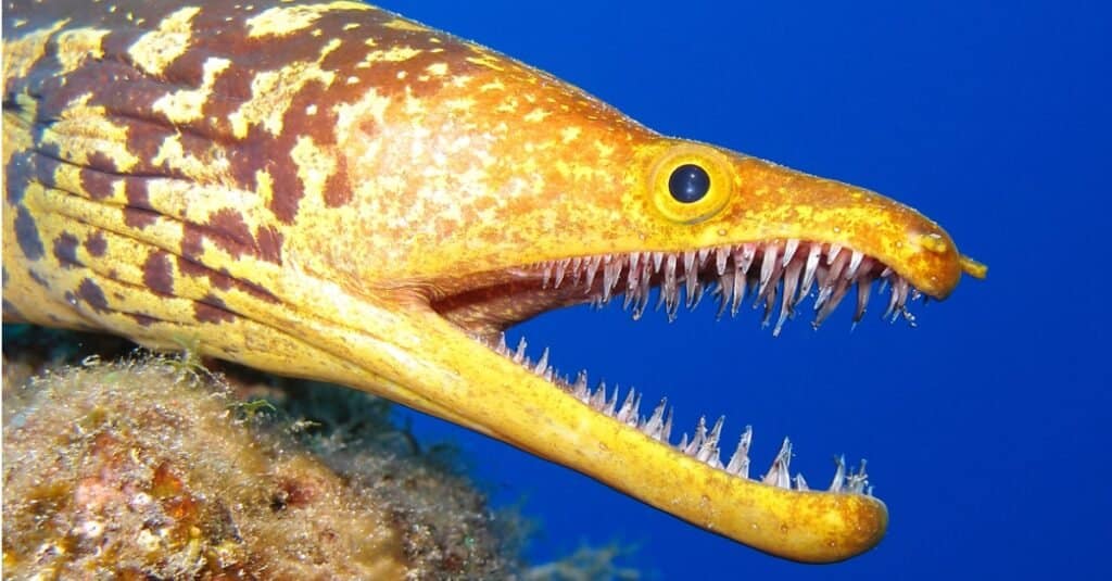 primo piano del pesce fangtooth