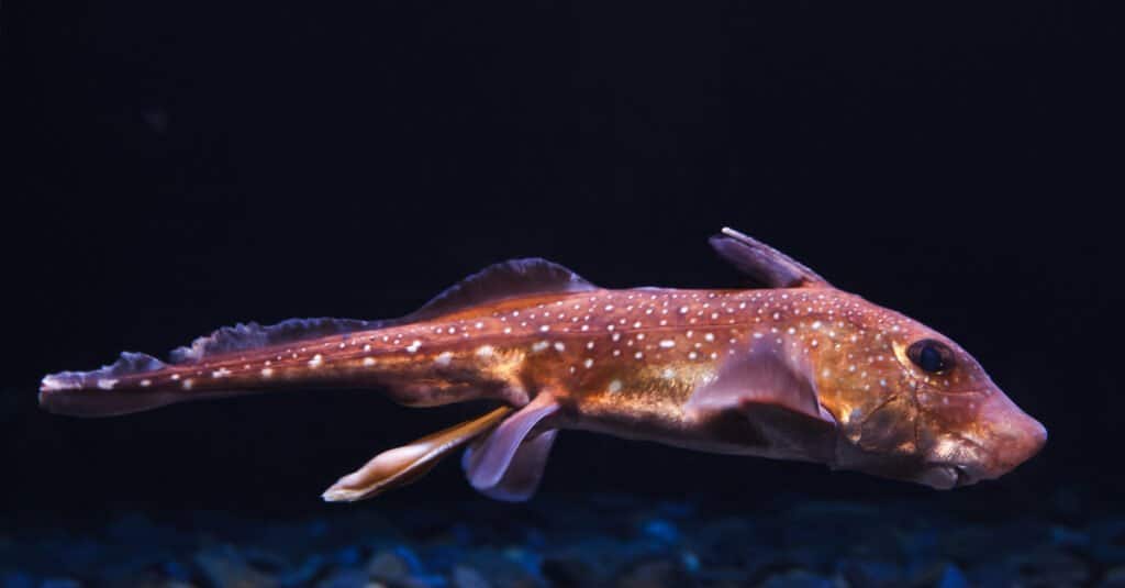 profilo laterale chimera