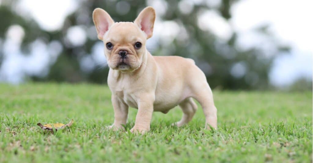 orecchie da bulldog francese