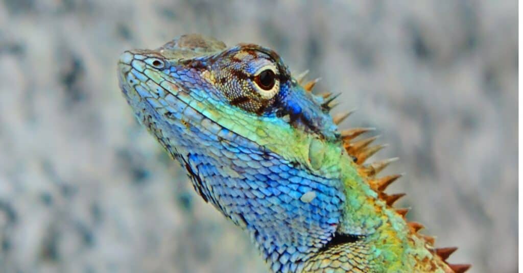 lucertola blu