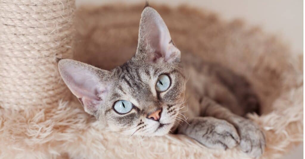 gatto della Cornovaglia