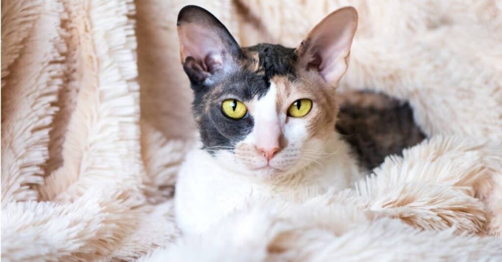 gatto della Cornovaglia