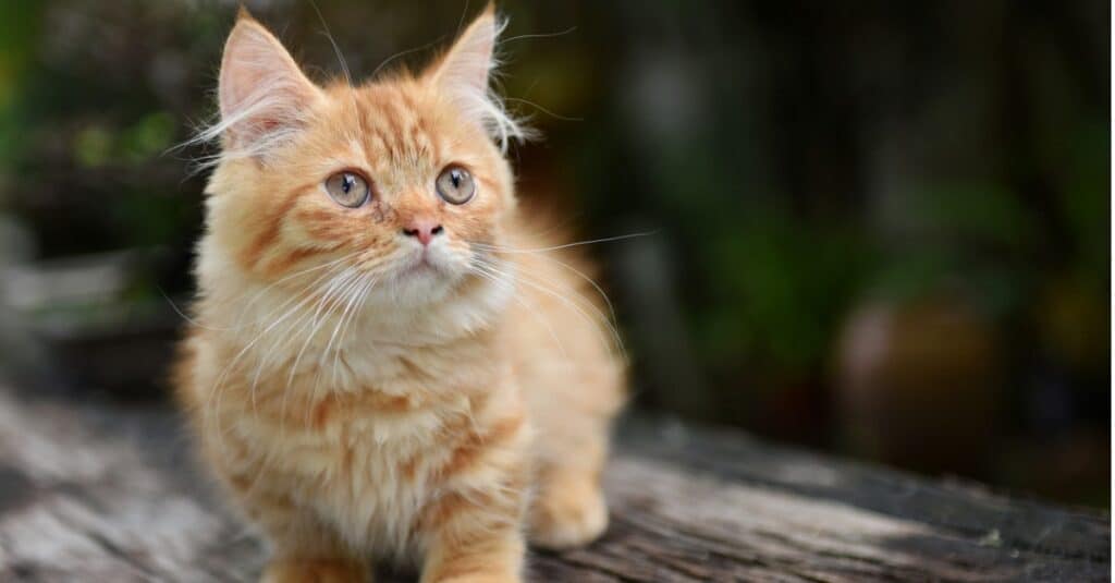 gatto munchkin
