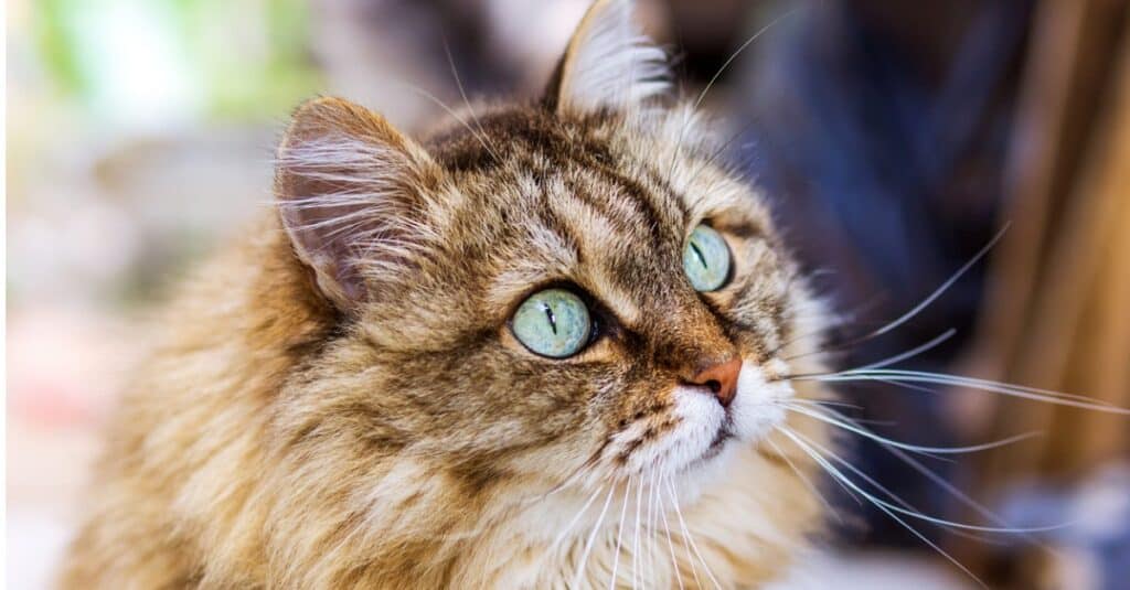gatti ipoallergenici siberiani
