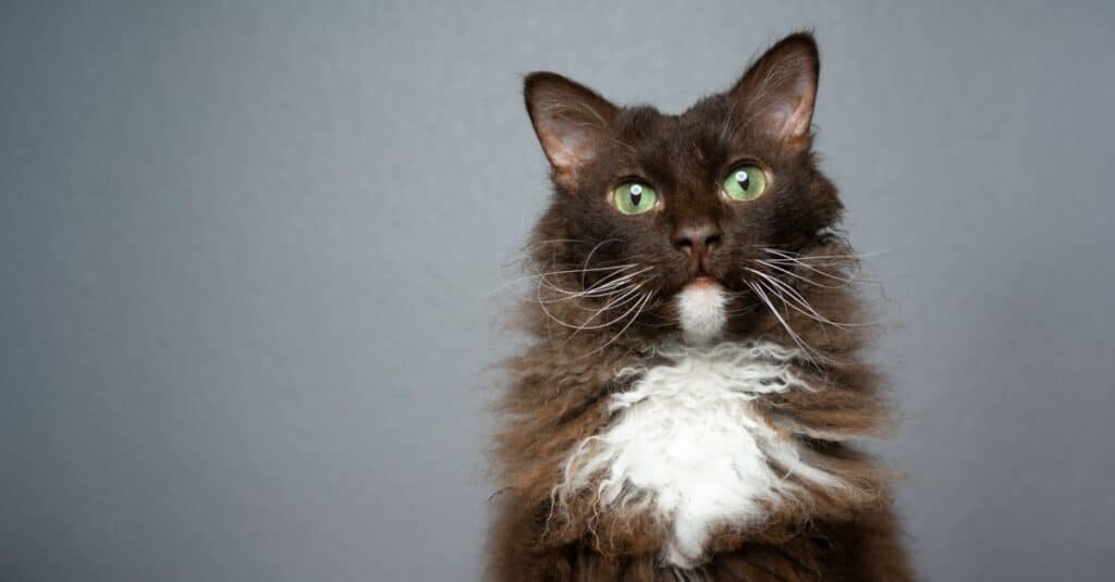 LaPerm cat