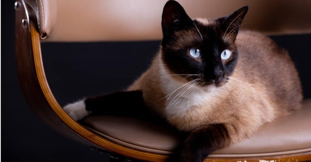 gatto siamese