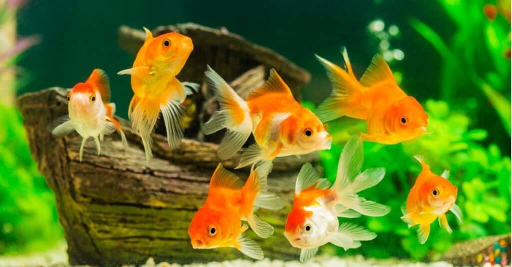 pesce rosso che nuota nell'acquario