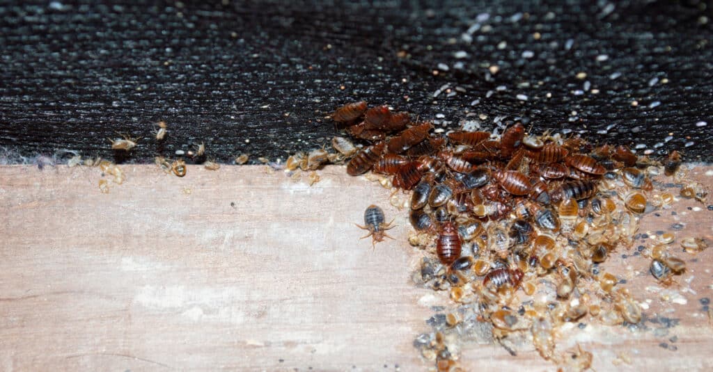 infestazione da cimici dei letti su box spring