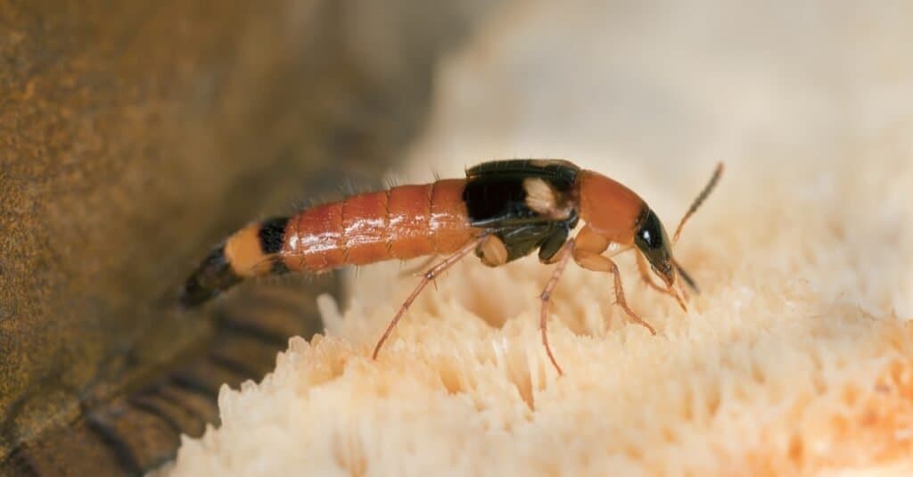 Tipi di coleotteri - scarabeo rove
