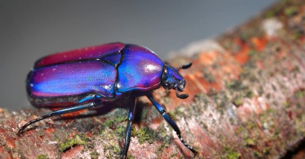 Tipi di coleotteri - scarabeo scarabeo