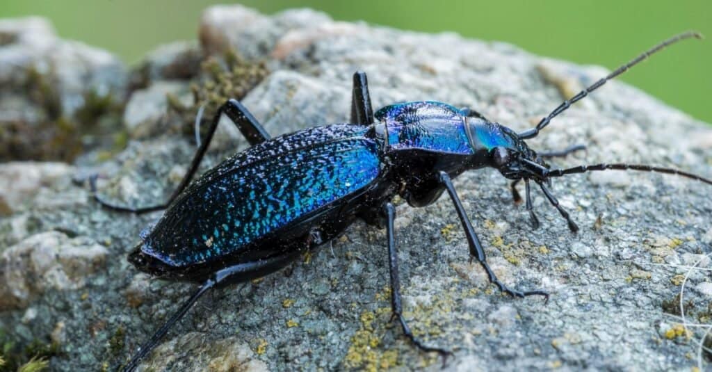 Tipi di coleotteri - Scarabeo macinato