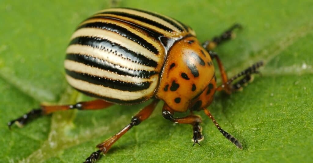 Tipi di coleotteri - Potato Bug