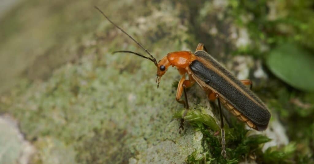 Tipi di coleotteri - scarabeo soldato
