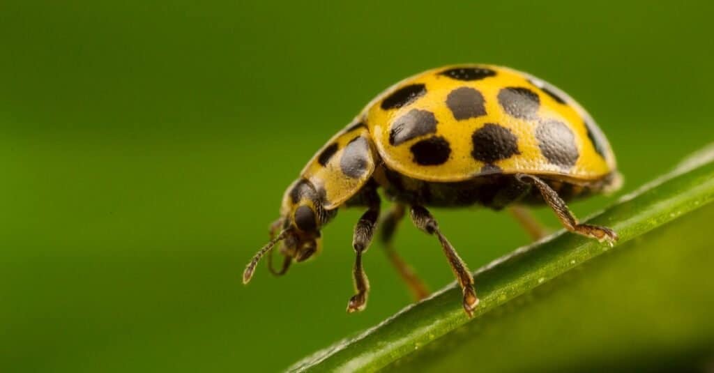 Squash Beetle, Epilachna borealis su una foglia.