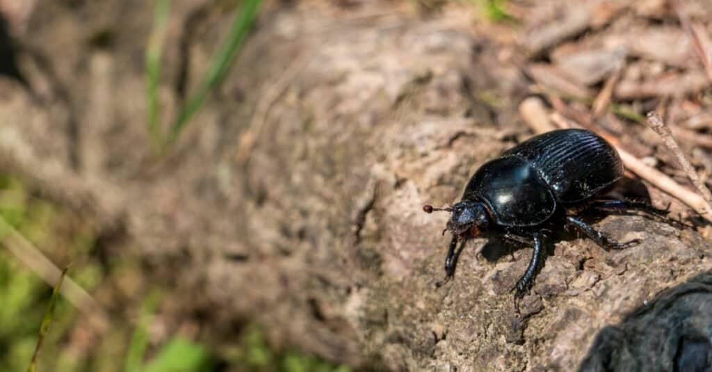 Tipi di coleotteri - Scarabeo di pino mugo