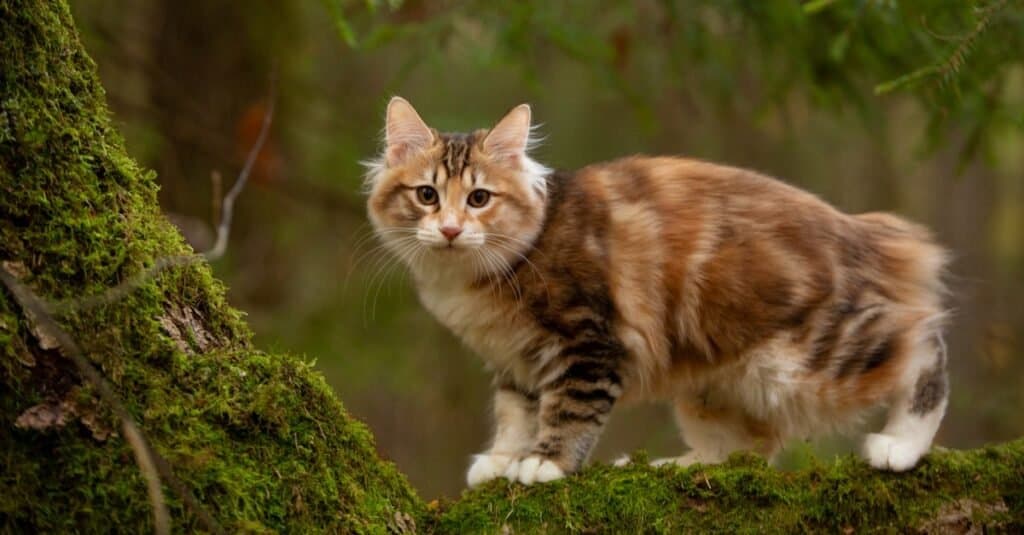 Rari tipi di gatti: Kurilian Bobtail