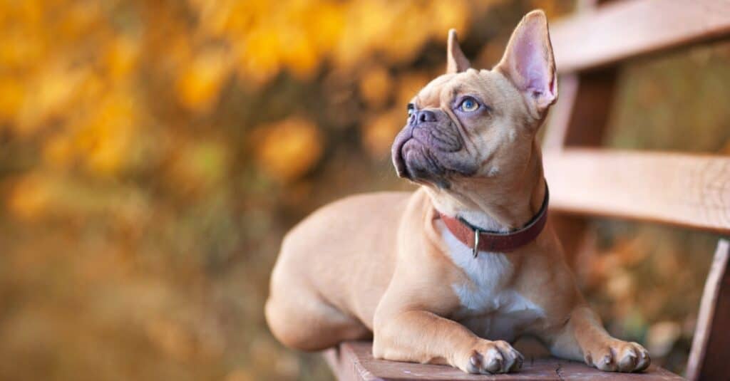 Quanto tempo vivono i bulldog francesi?