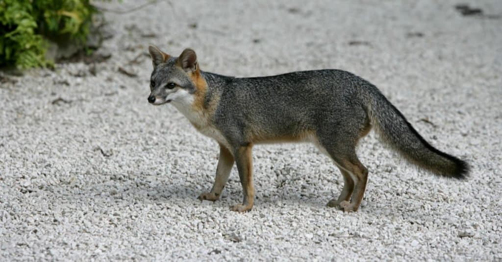 Volpe grigia, Urocyon cinereoargenteus, singolo mammifero in Belize