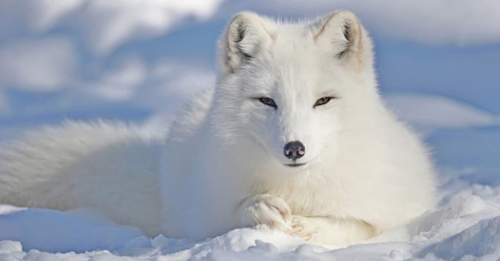 Animali con camuffamento: volpe artica