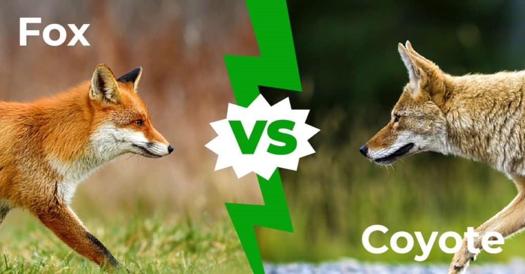 Volpe contro Coyote