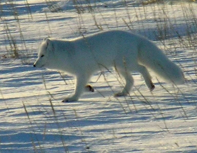 Volpe artica (Wapusk National Park, Manitoba, Canada)