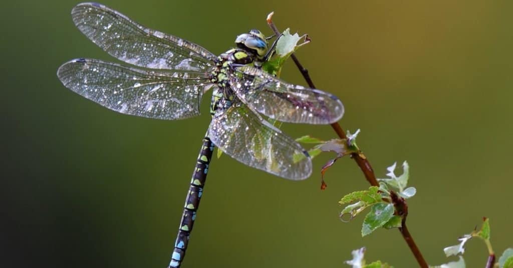 Libellula all'aperto in mattinata bagnata