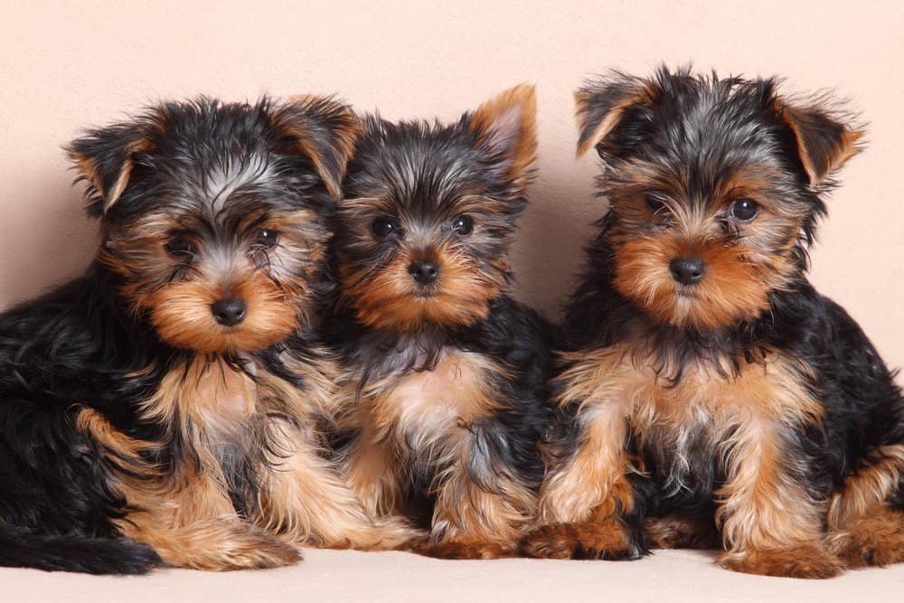 Yorkshire terrier (cane di famiglia)