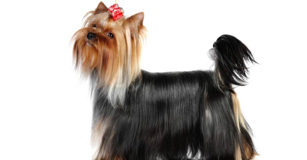 Yorkshire terrier con pelo lungo