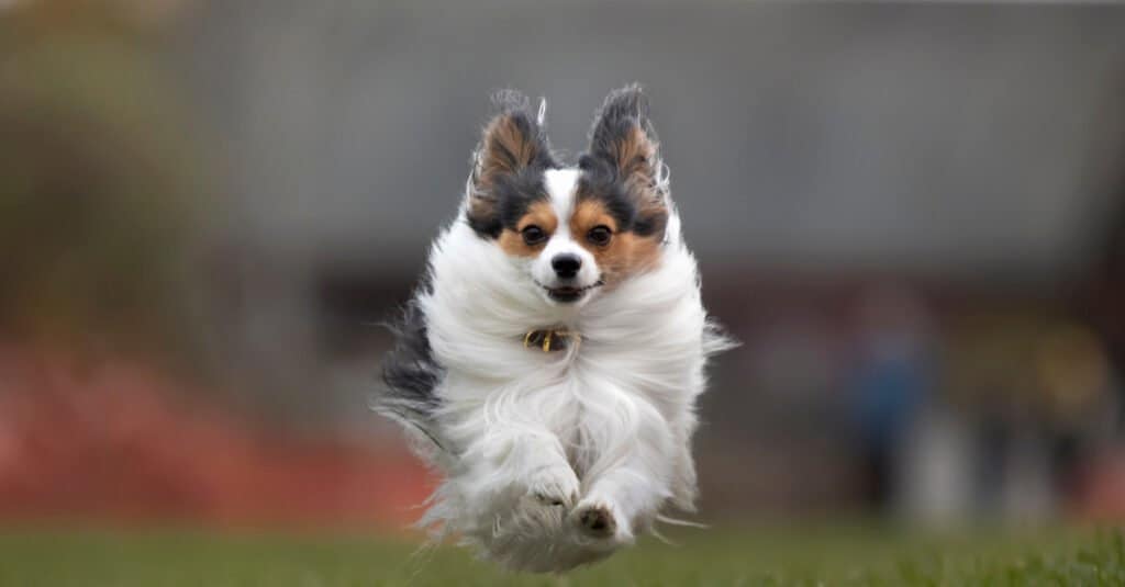 Papillon che corre e salta in aria